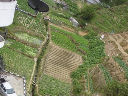 Rose Kea Farm